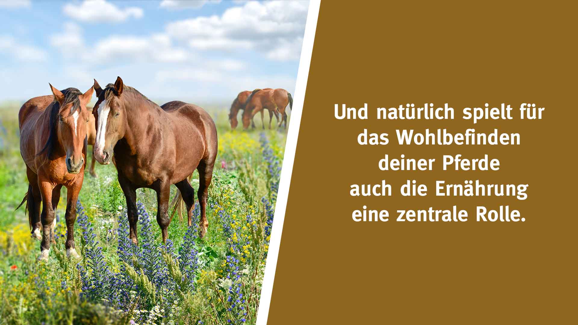 Und natürlich spielt für das Wohlbefinden deiner Pferde auch die Ernährung eine zentrale Rolle.